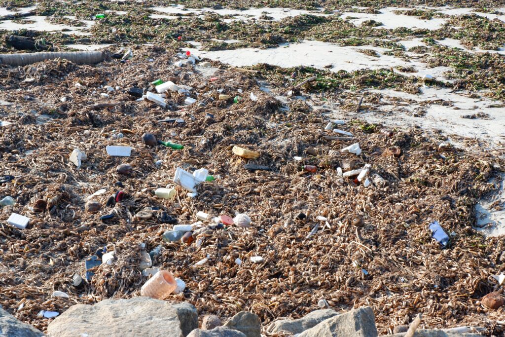 Fort Kochi Beach, Rotting Sea Weed