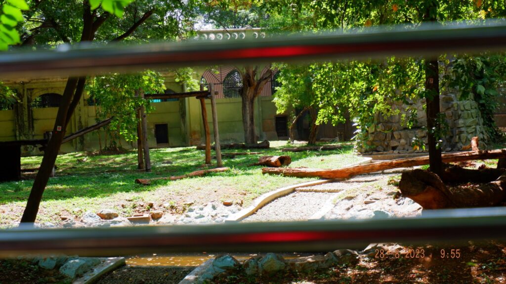 (Albino) White Tiger enclosure at Mysore Zoo