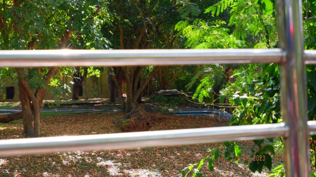 Bengal Tiger enclosure at Mysore Zoo