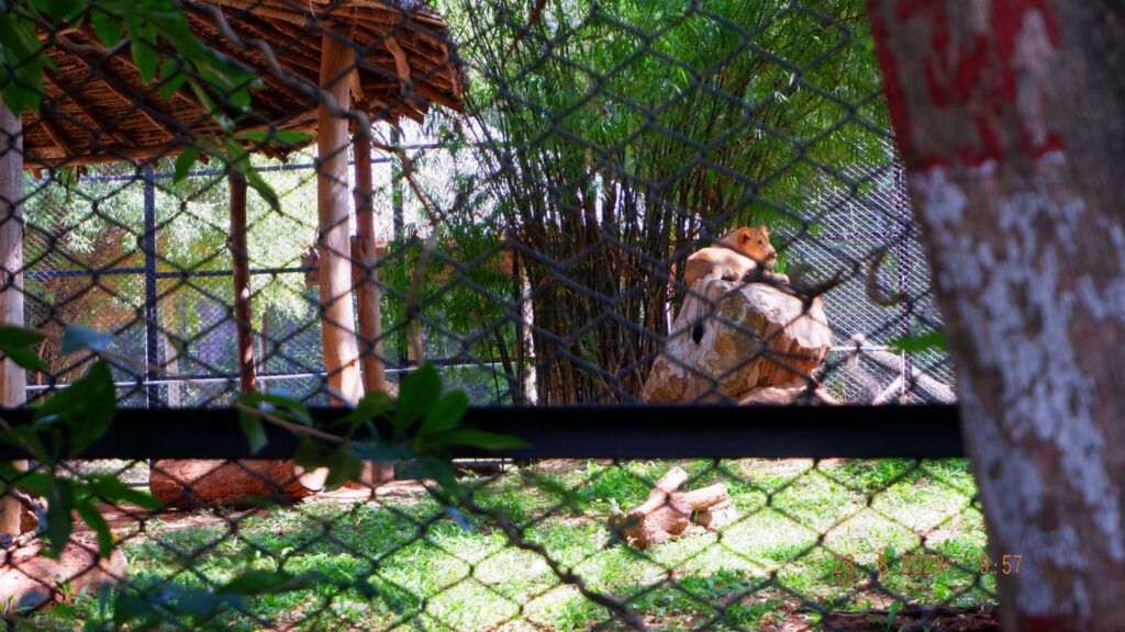 Lions enclosure at Mysore Zoo