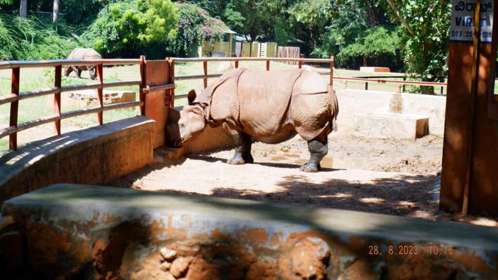 Rhinoceros enclosure at Mysore Zoo