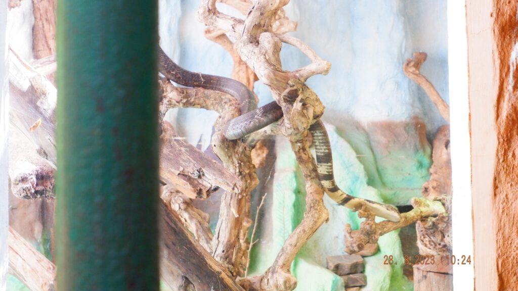 Python enclosure at Mysore Zoo