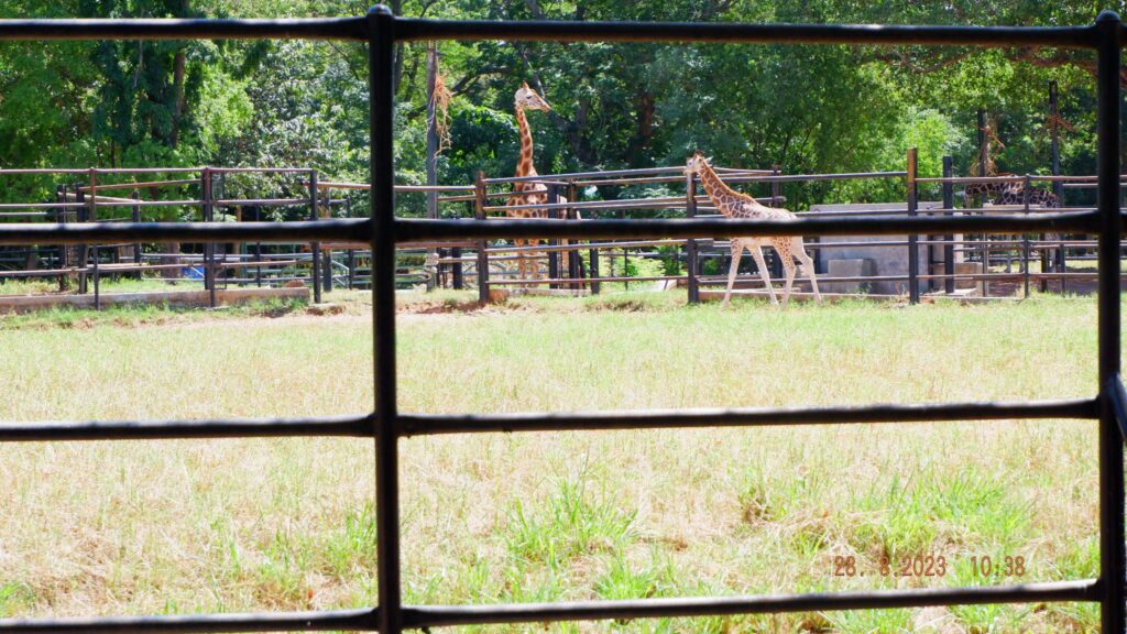 Giraffe enclosure at Mysore Zoo
