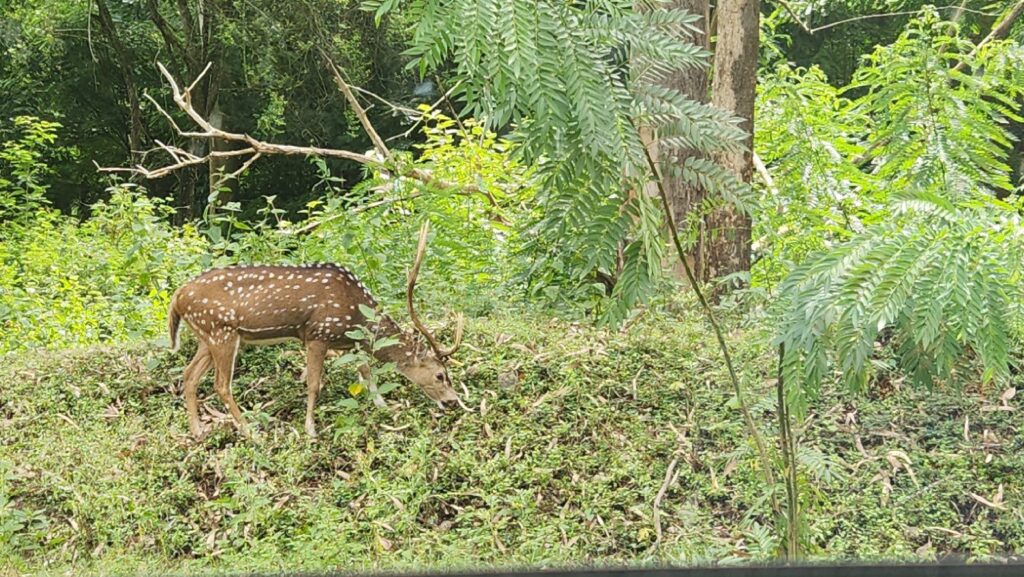 On Satyamangala route
